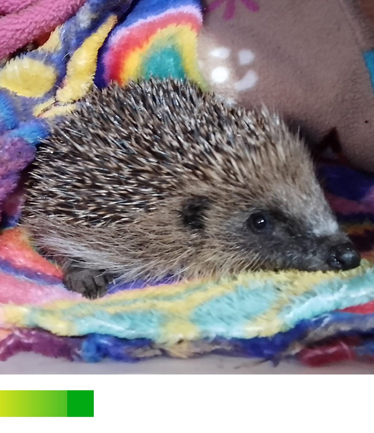 Hedgehog