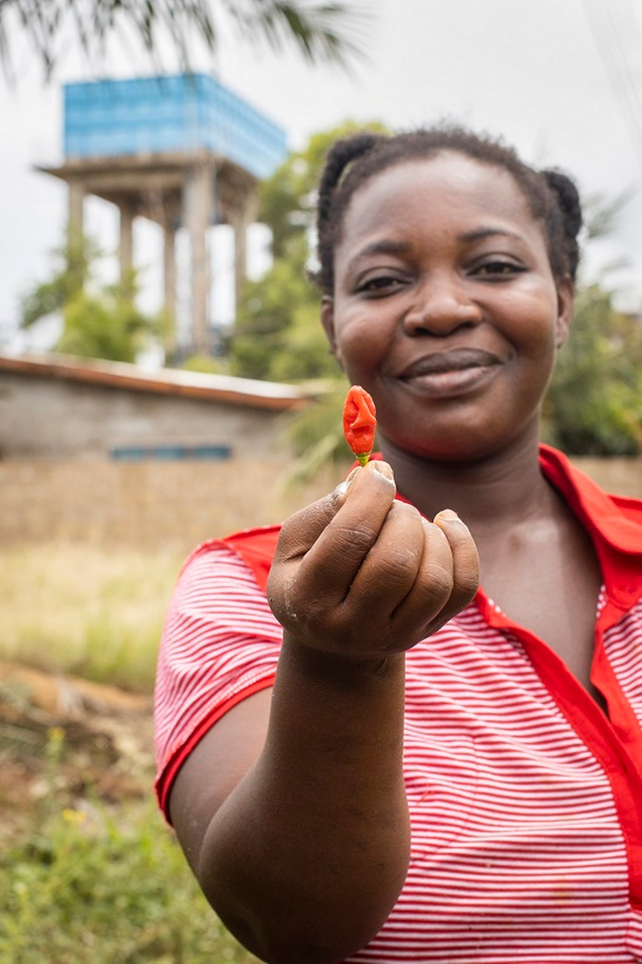 Benedicte Gauga harvesting the chili