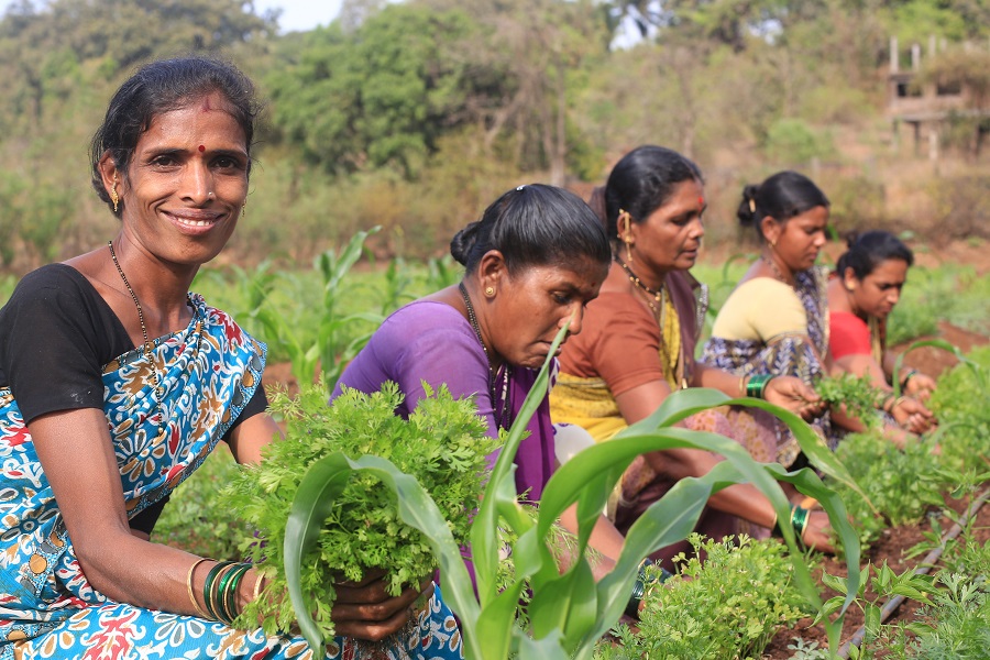 Swades Foundation – Bäuerinnen ernten Kräuter