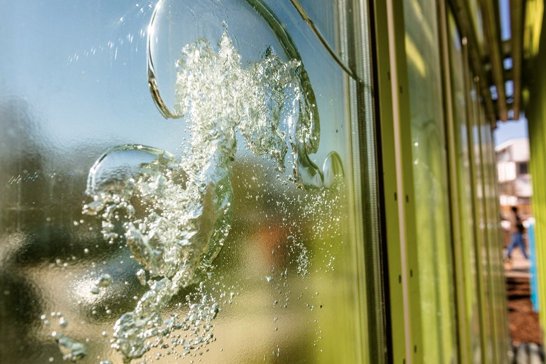 Algae construction material