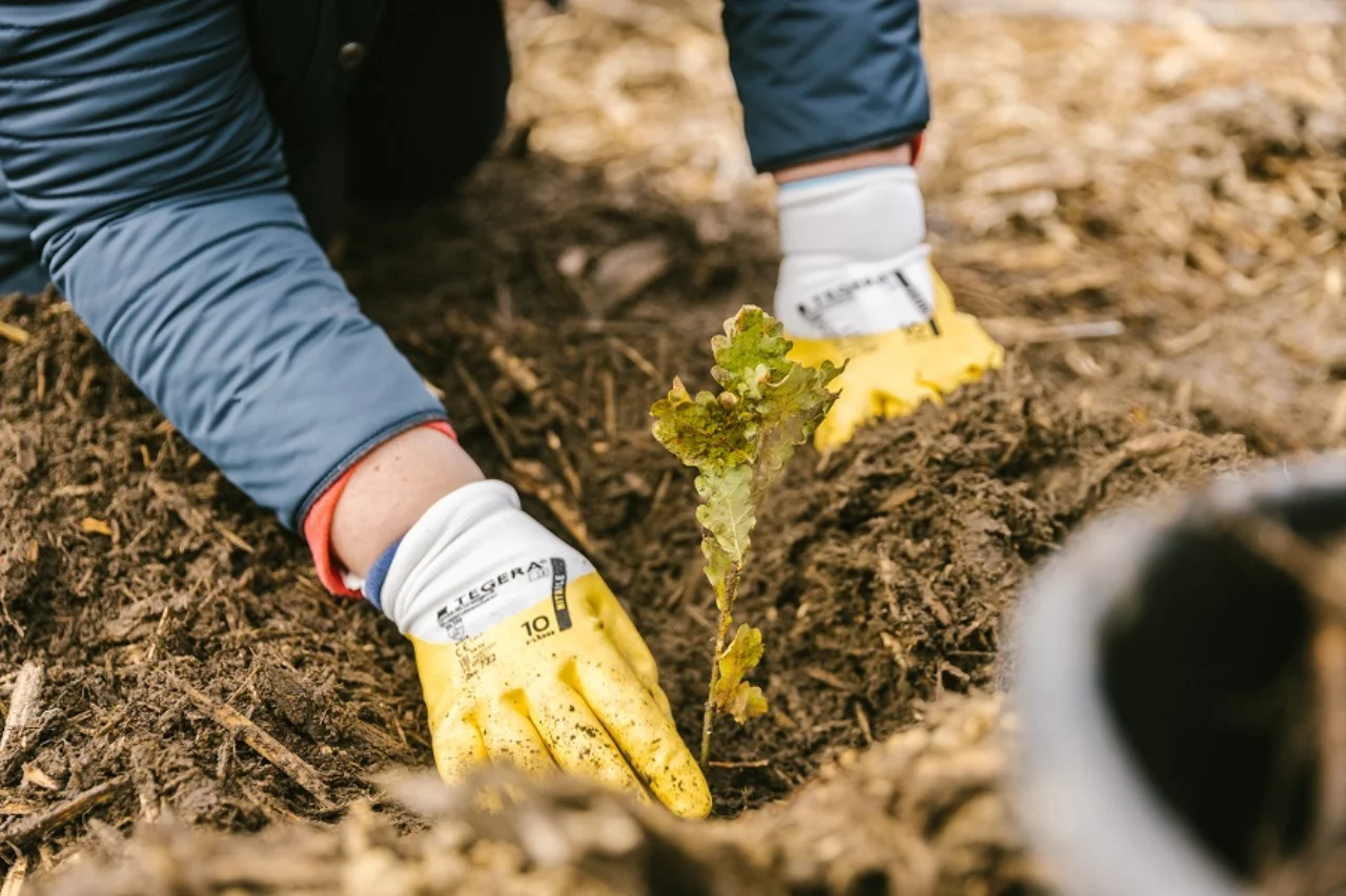 Planting a tree