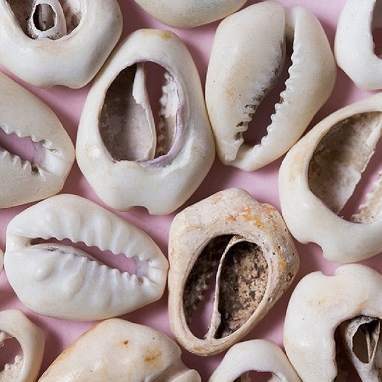 Cowry-shells.jpg