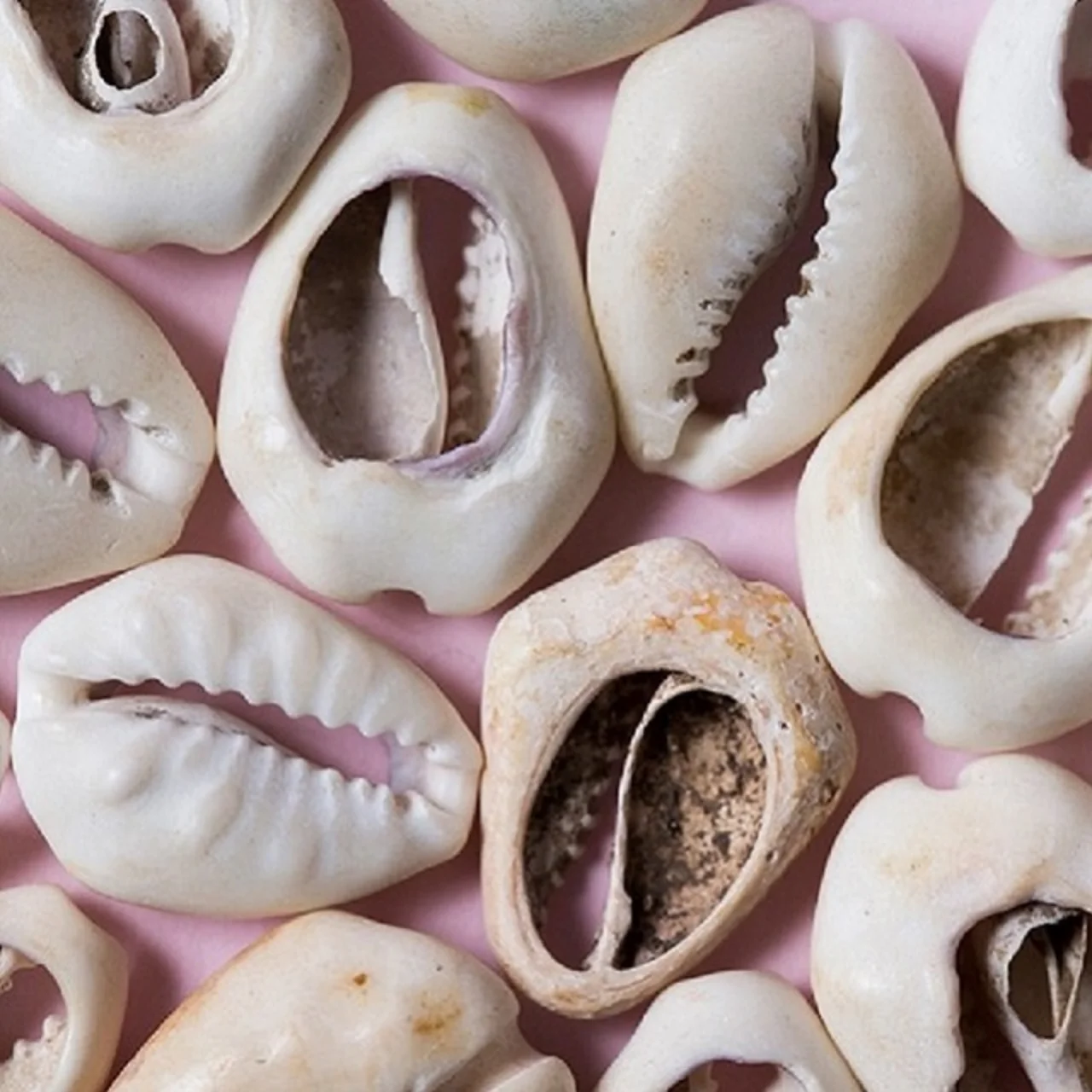 Cowry shells.