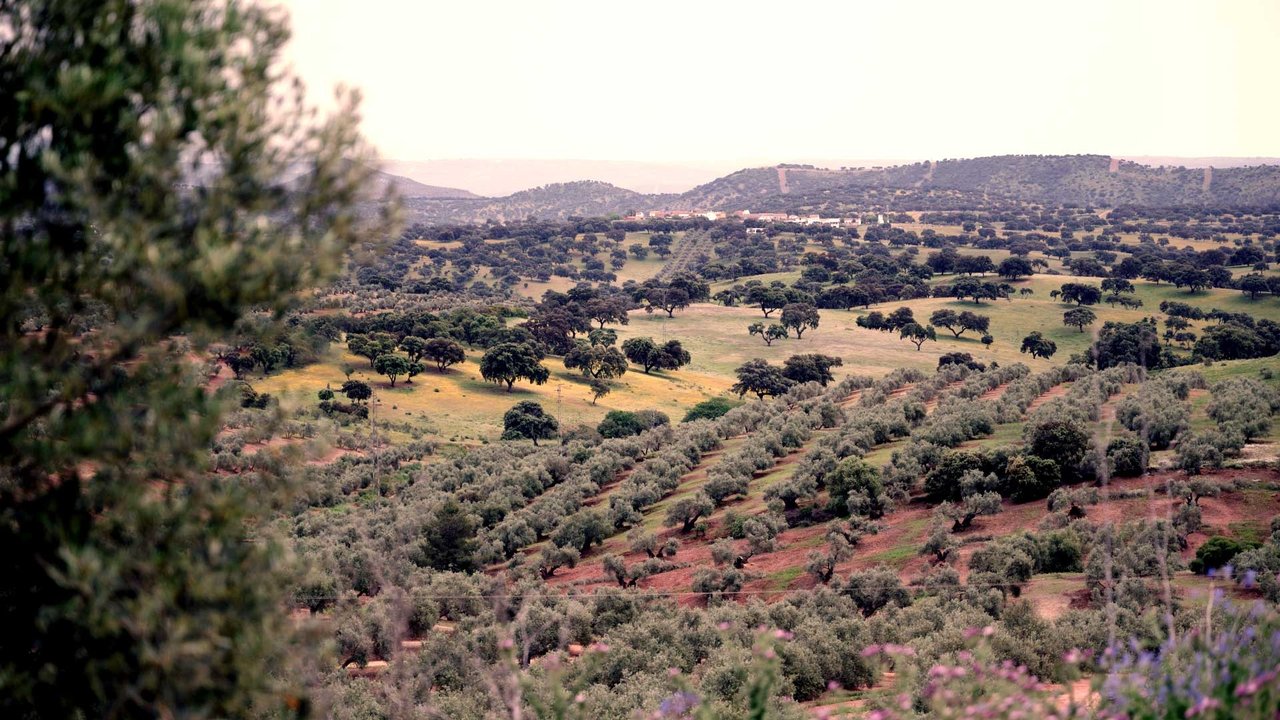 Olive trees in Andalucia