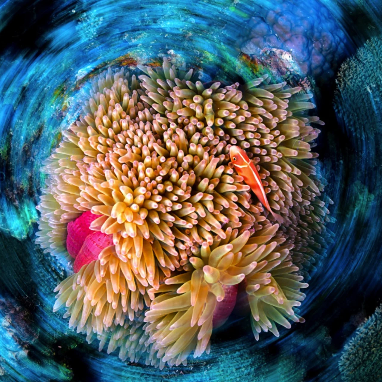 Clown fish and sea anemone