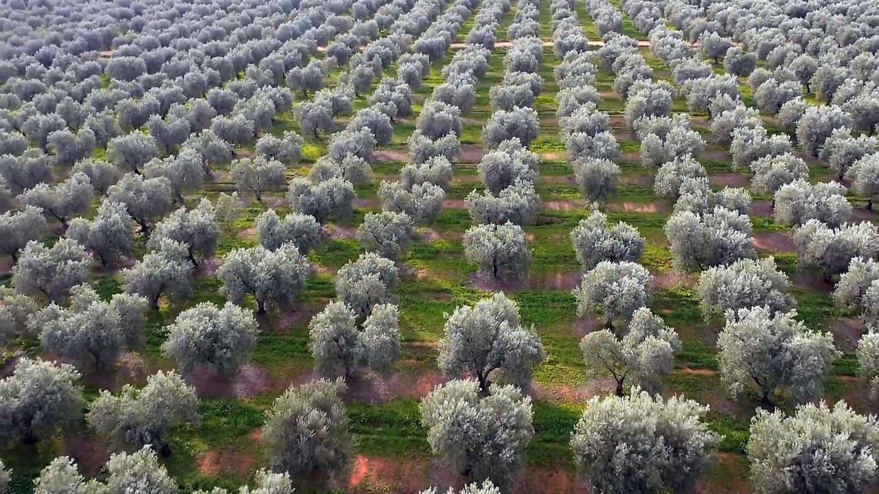 Olive trees