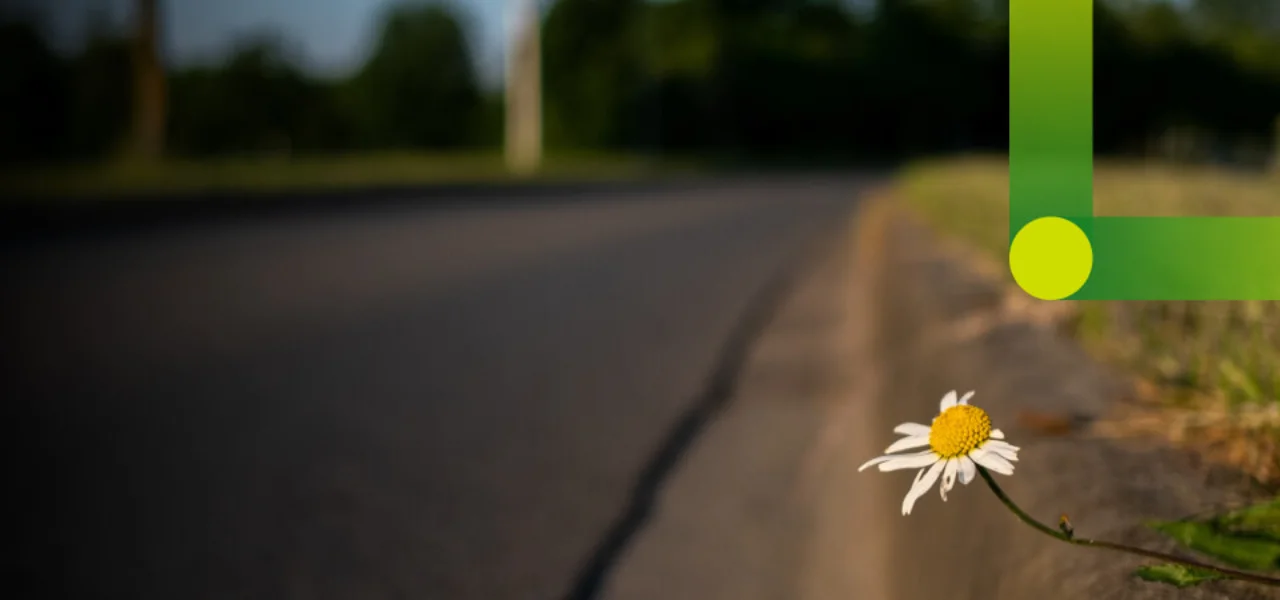 Straße mit Gänseblümchen