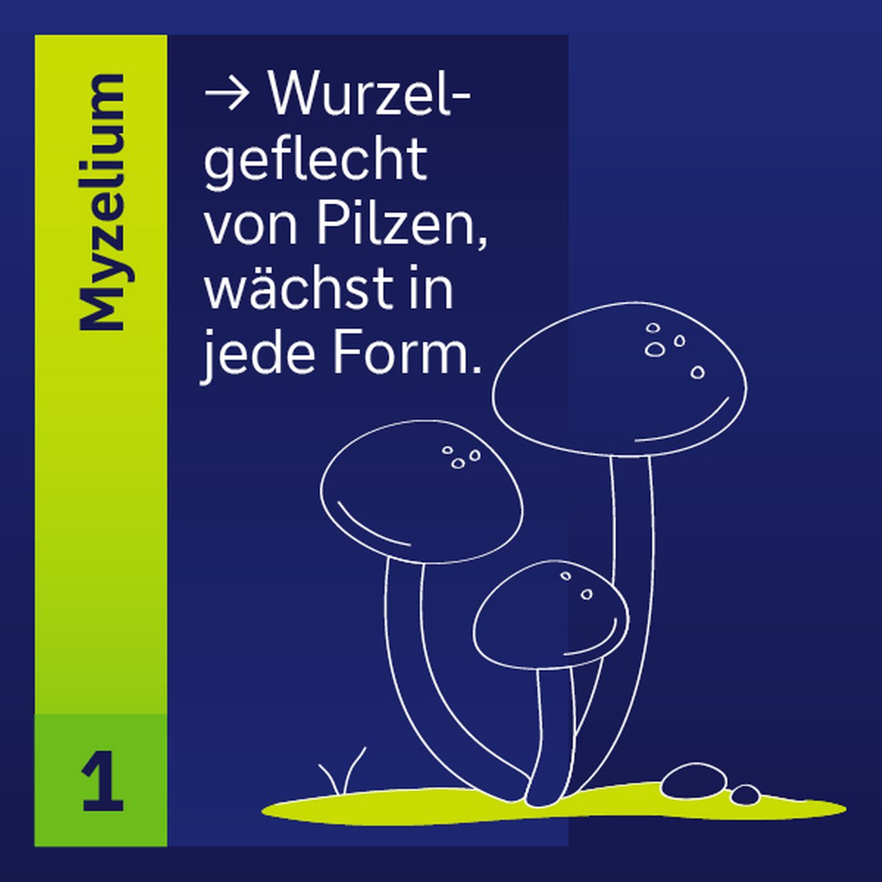 Myzelium Wurzelgeflecht von Pilzen wächst in jede Form