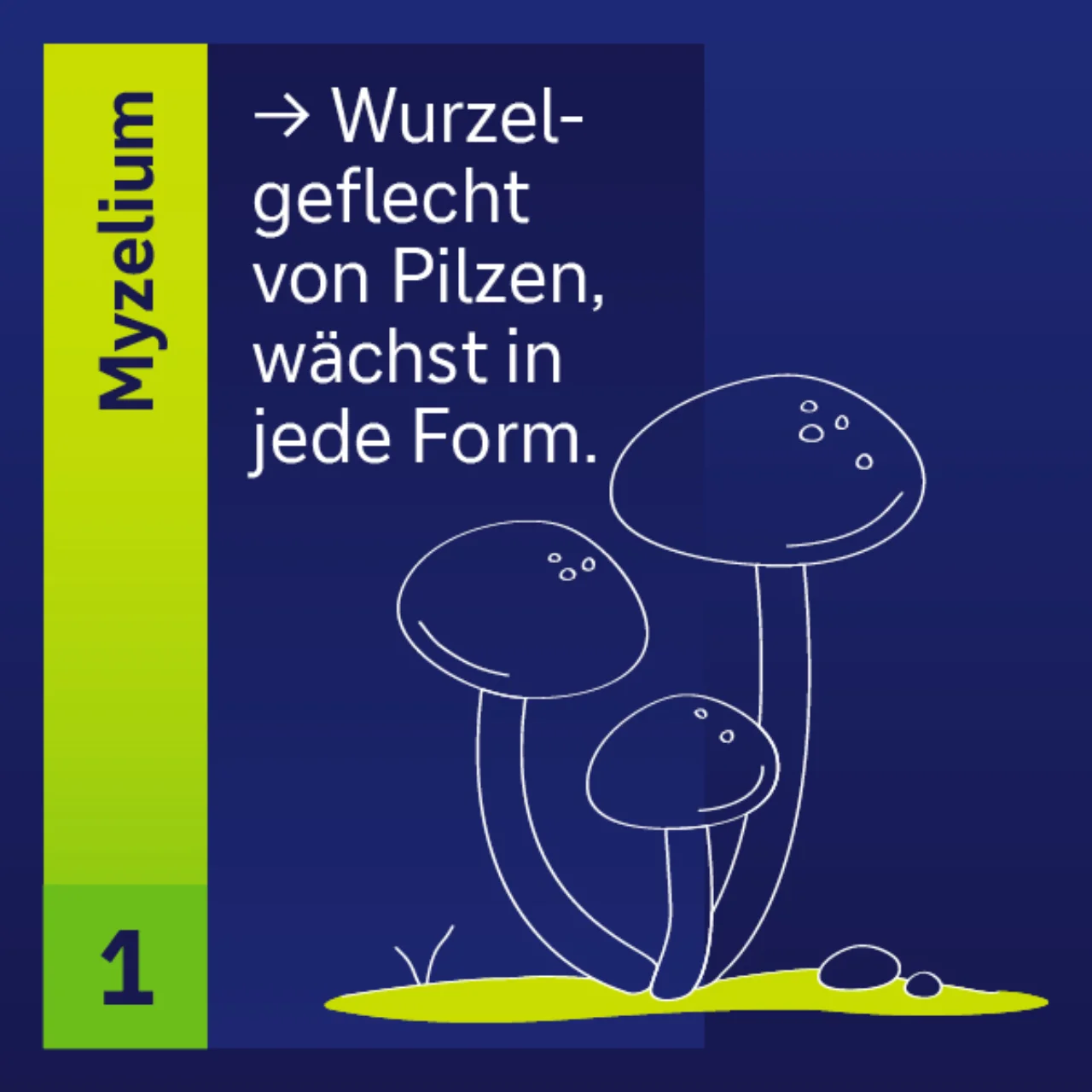 Myzelium Wurzelgeflecht von Pilzen wächst in jede Form