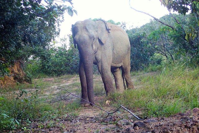 How Deutsche Bank’s CSR initiative is contributing to Sri Lanka’s wildlife corridor restoration