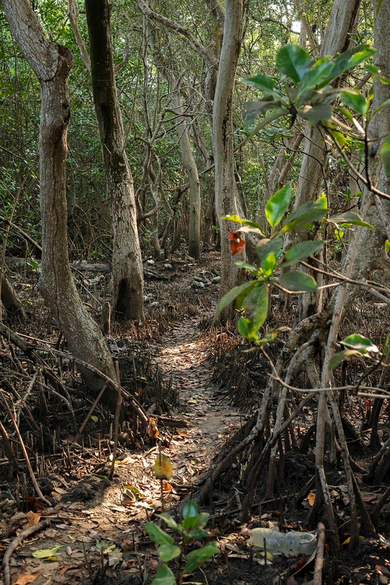 Barranquilla – Ciénaga de Mallorquín – path