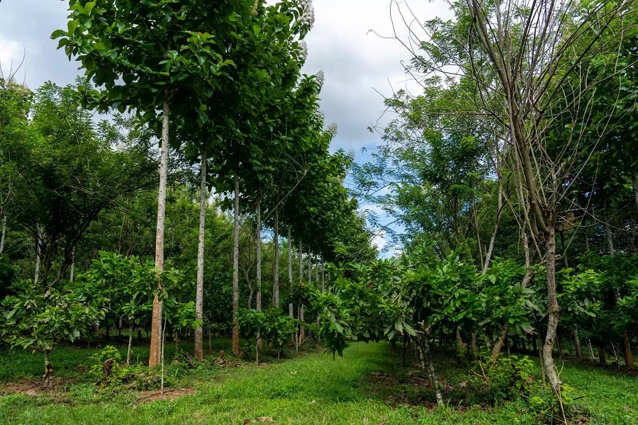 Agroforst cocoa plantage