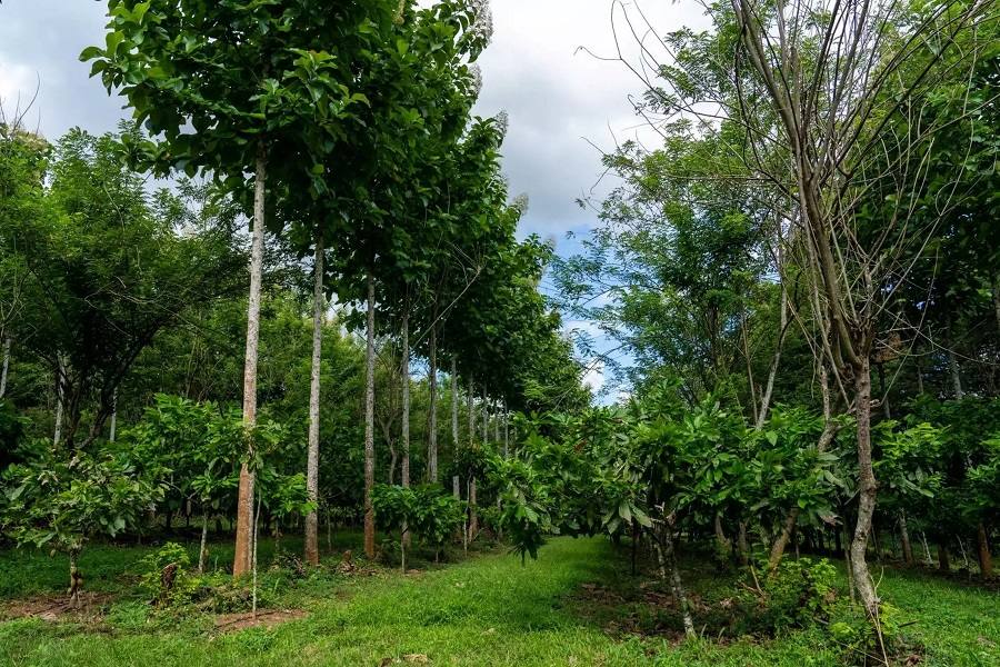 Agroforst cocoa plantage