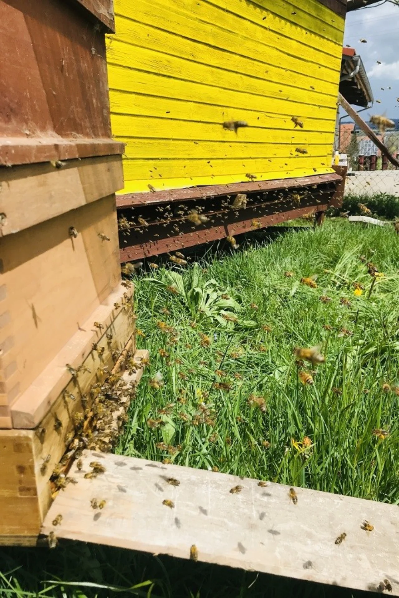 Bienenstöcke und Bienen