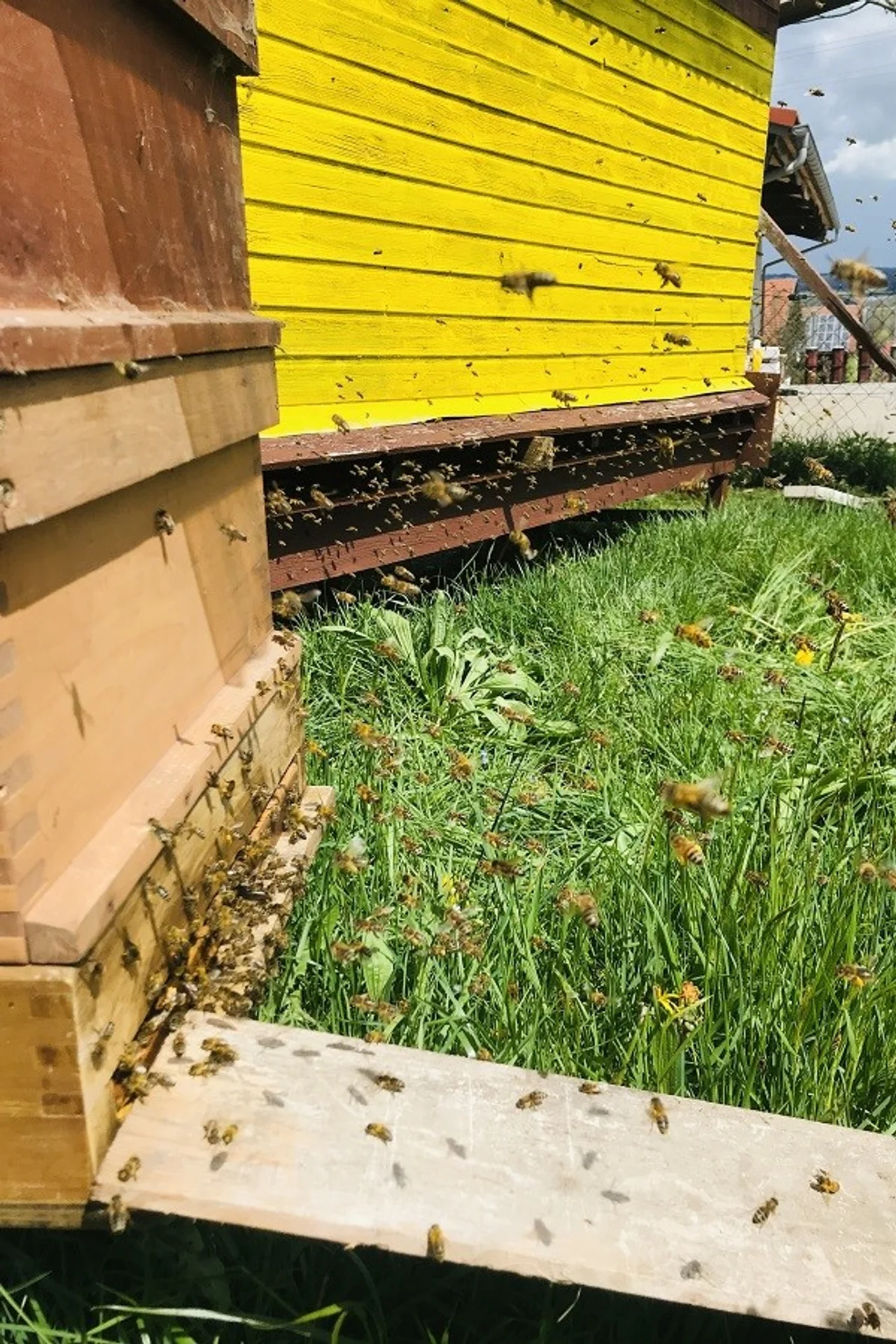 Sascha Merk bees