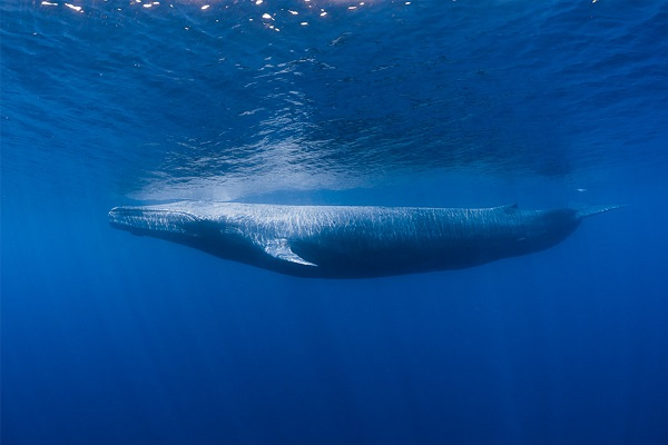 Changemakers se reúnen para construir la comunidad de inversión oceánica