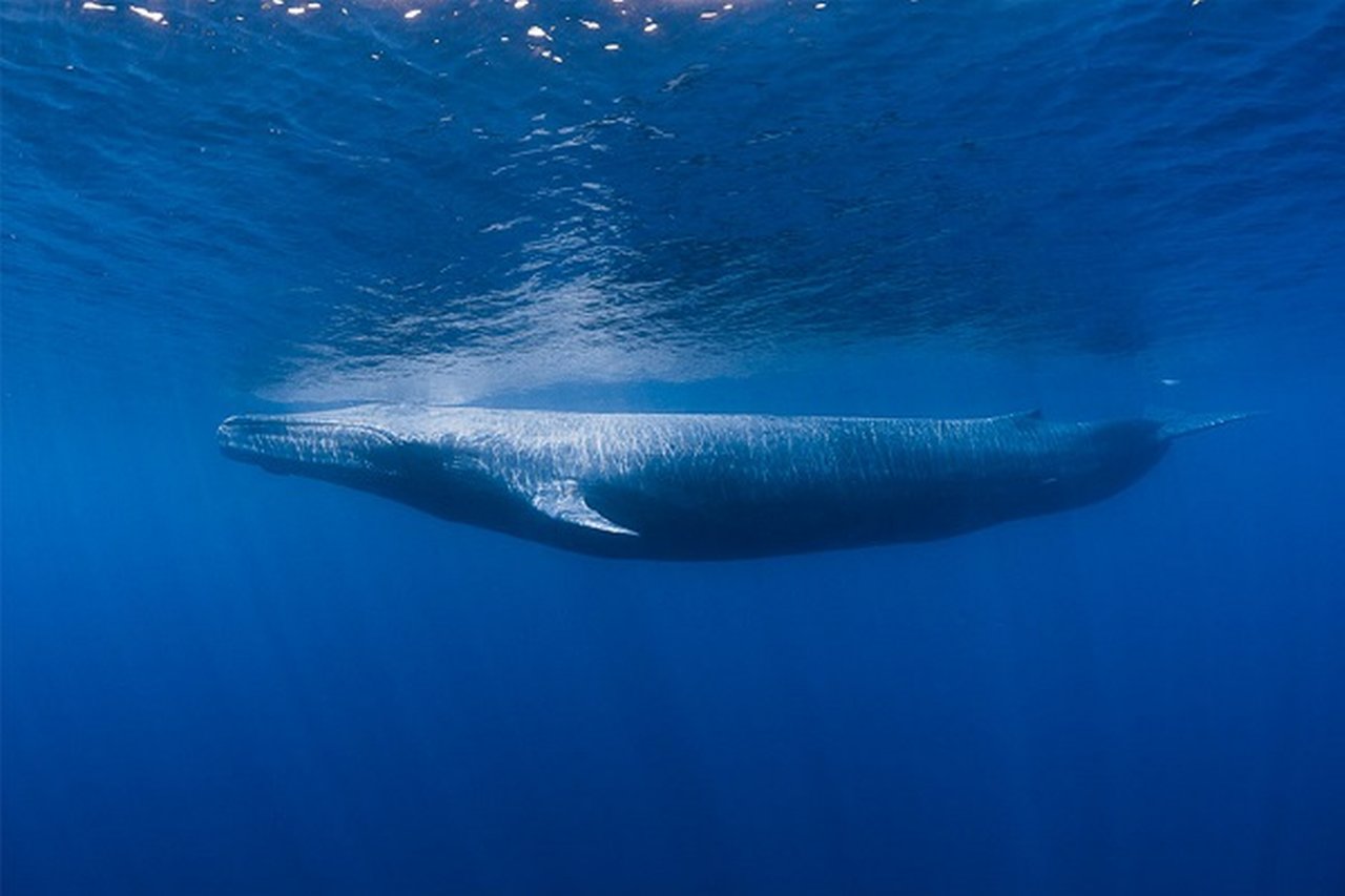 Baleen whale