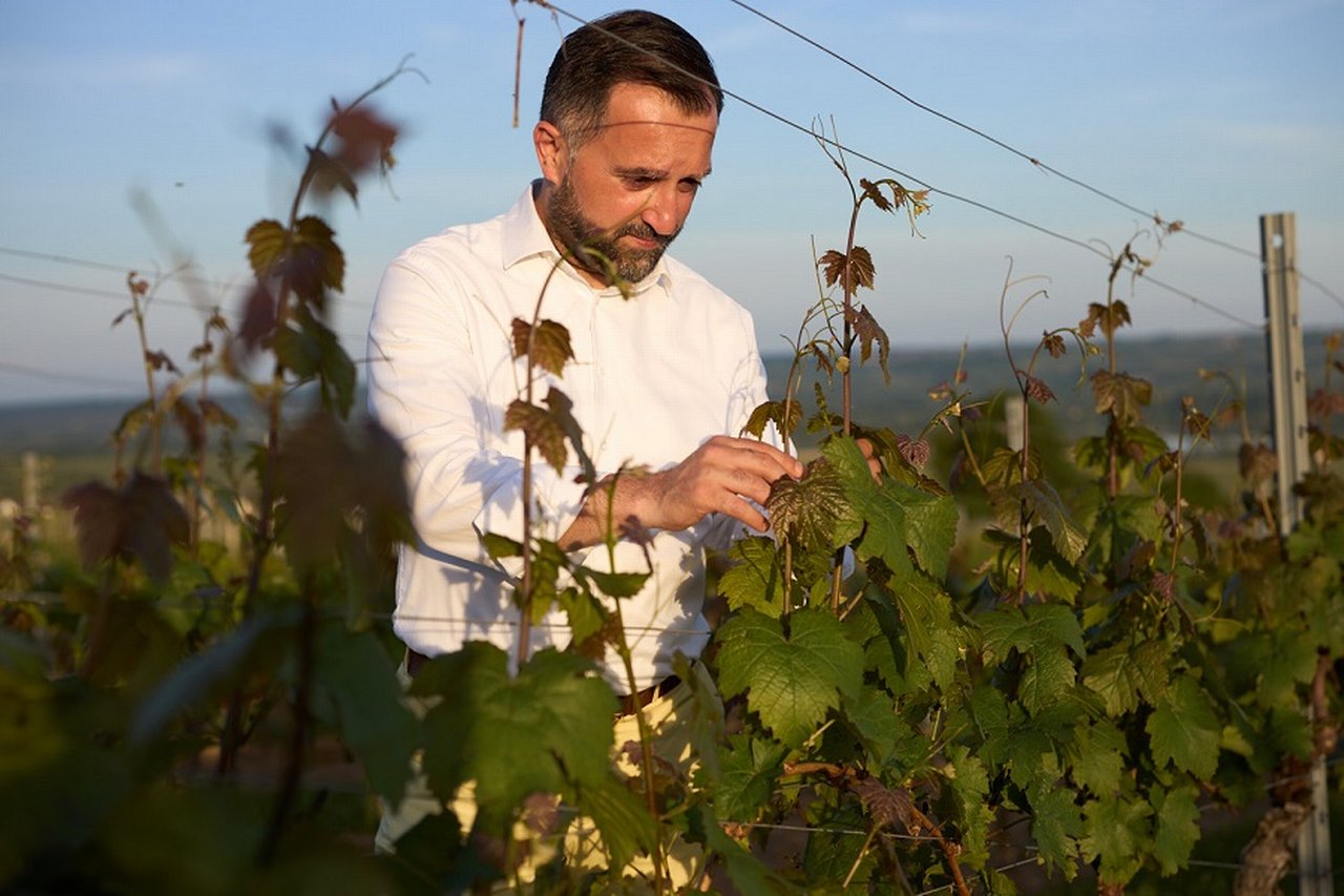 Examination of the grapes