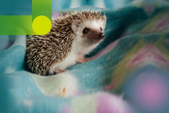Hedgehog