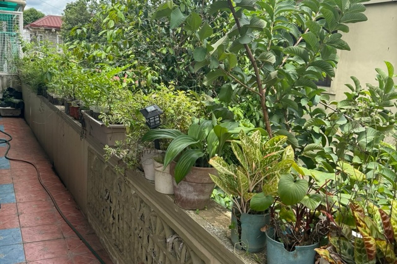 Plants on the balcony of Mikhail Jose Deo Quer