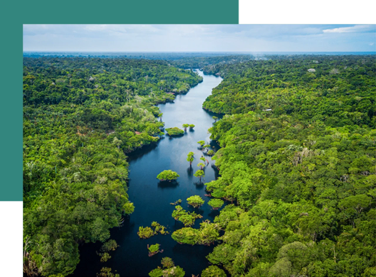 A naturally flowing river winds through a lush green forest landscape.