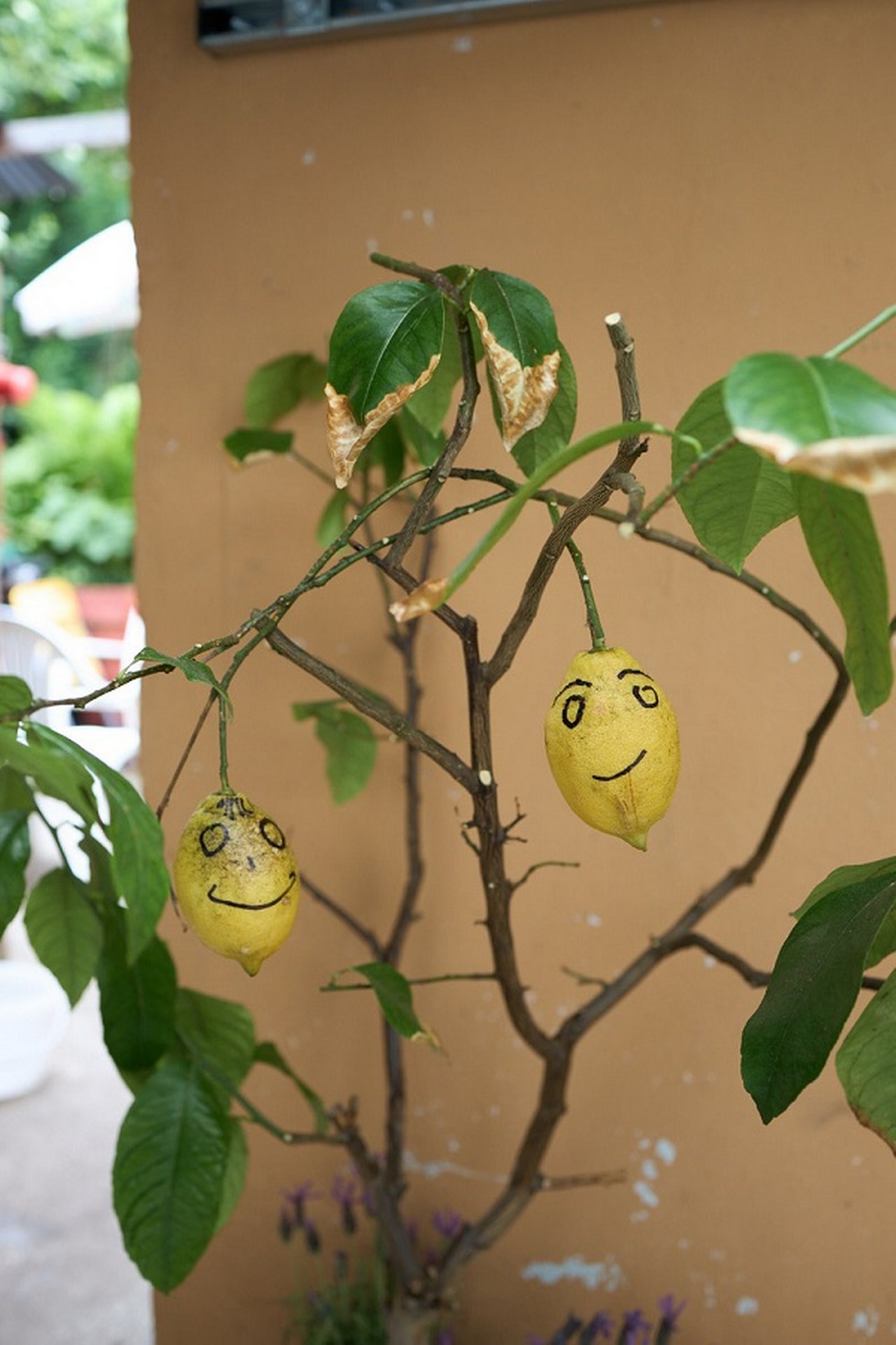 Lemon-tree--Zitronenbaeumchen.jpg