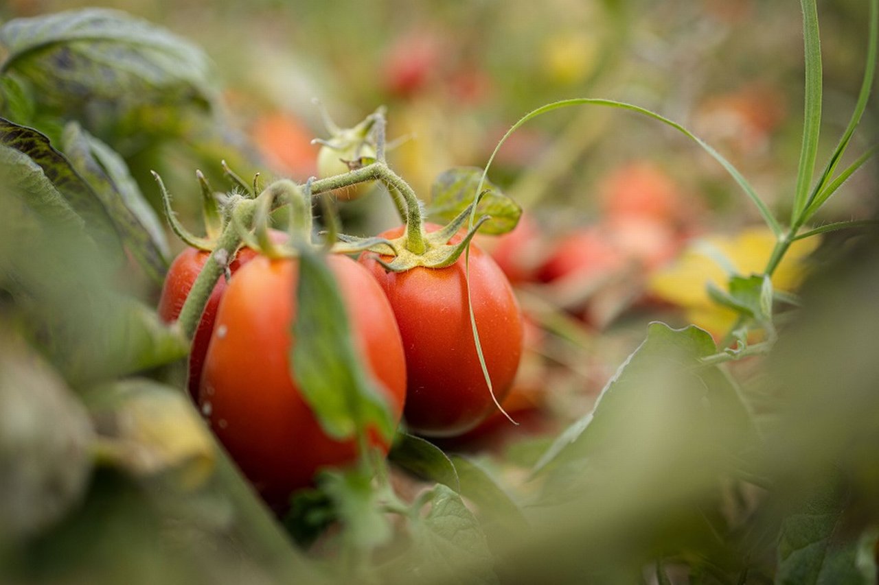 Mutti Tomaten