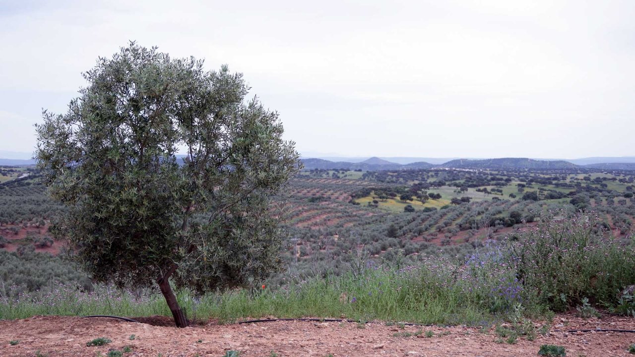 Olive trees