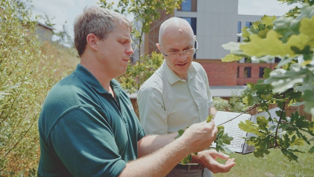 Two men examine the leaves of a tree branch outdoors.