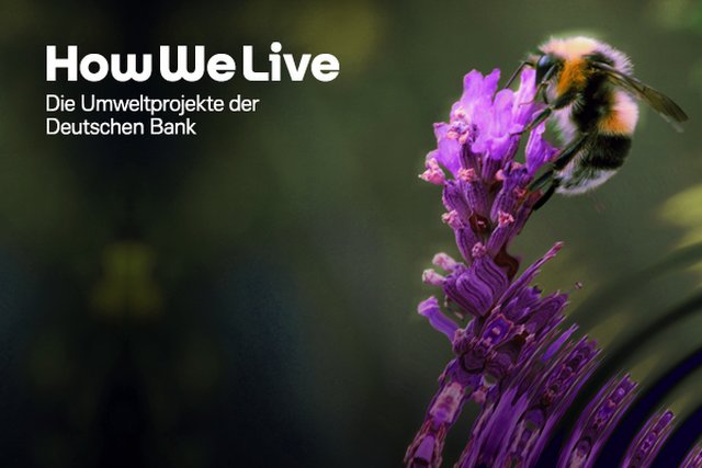 How We Live Umweltprojekte preview.jpg