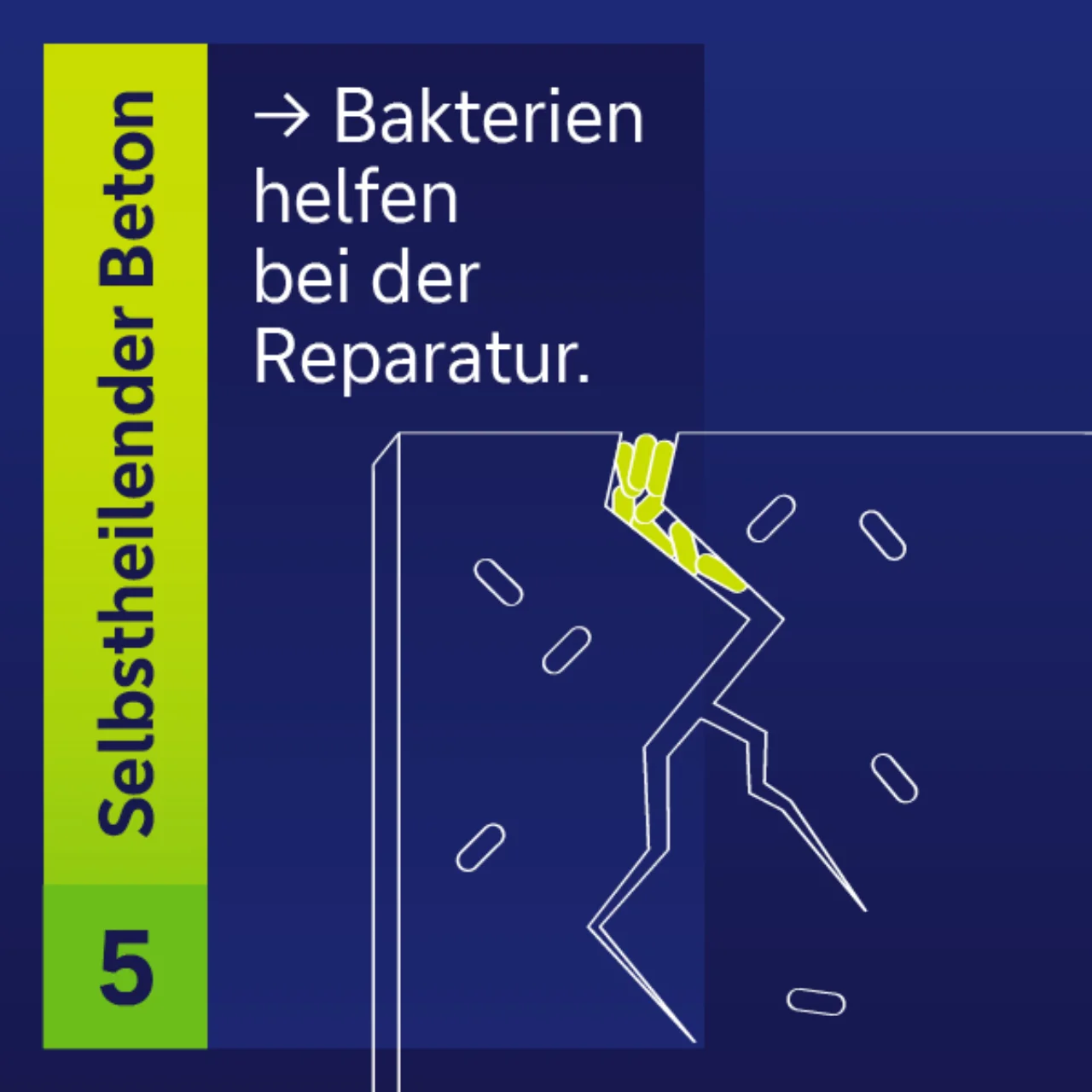 Selbstheilender Beton Bakterien helfen bei der Reparatur