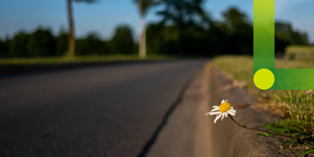 Street with daisy