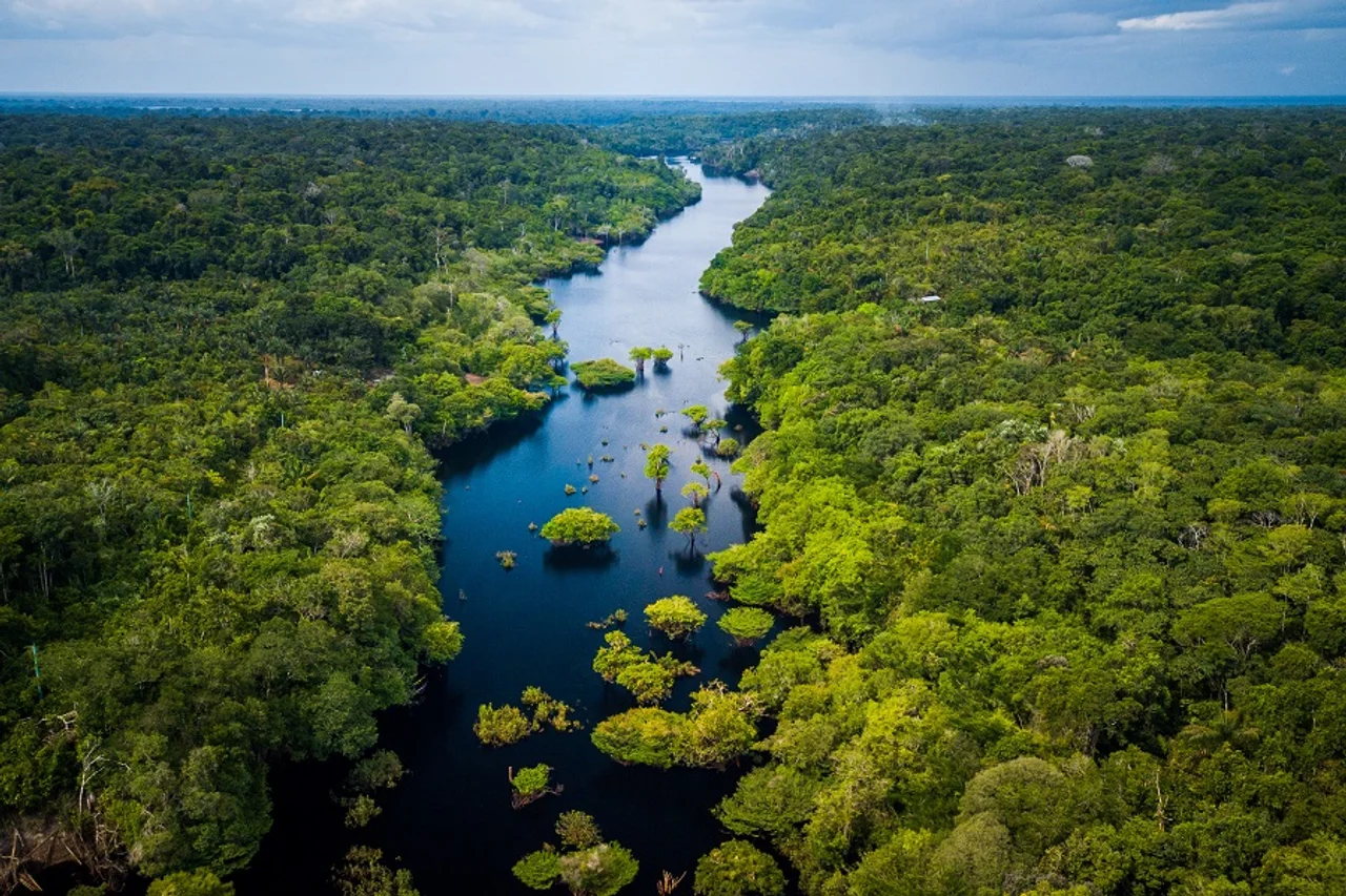 Rainforest in Brazil
