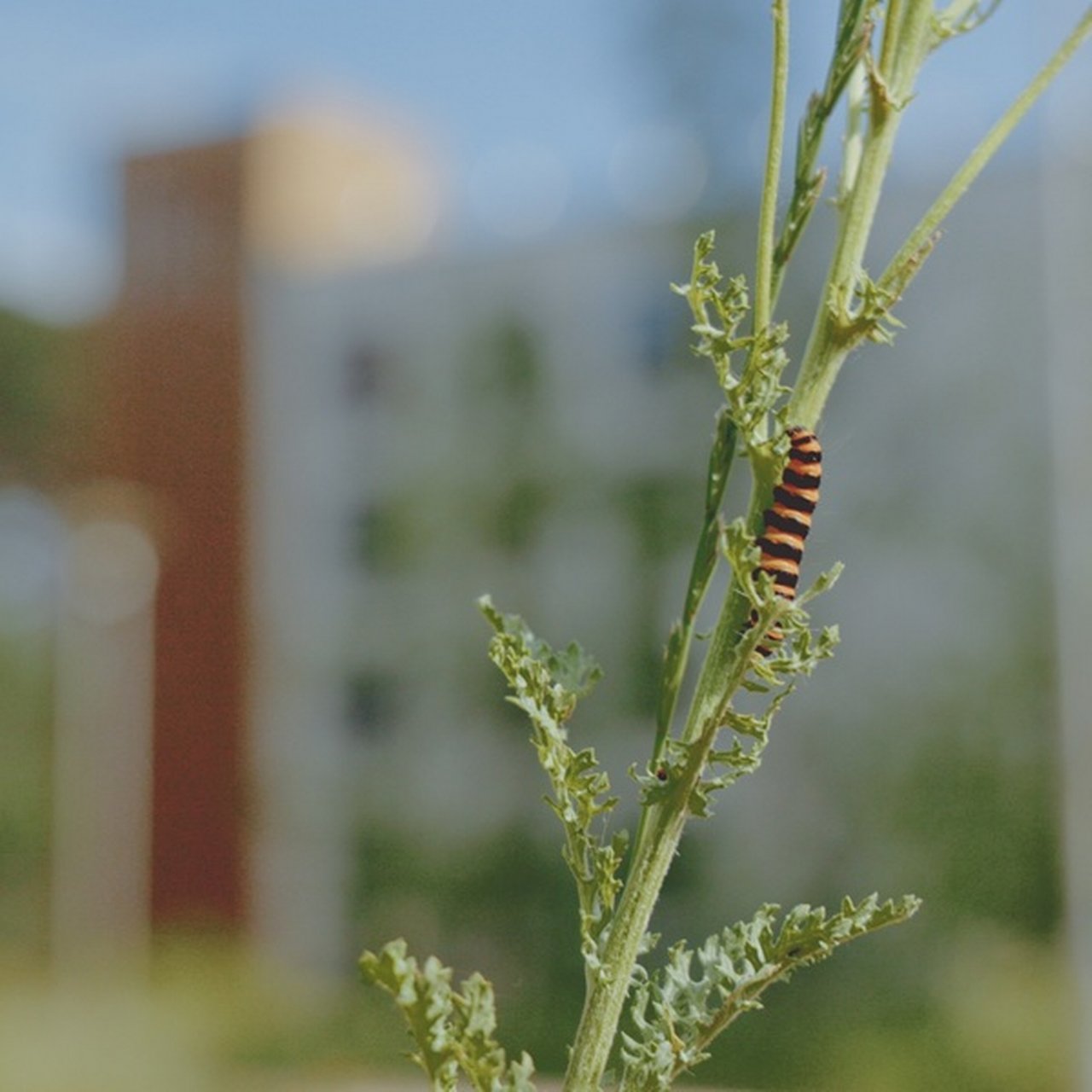 Close-up of a striped caterpillar on a plant stem.