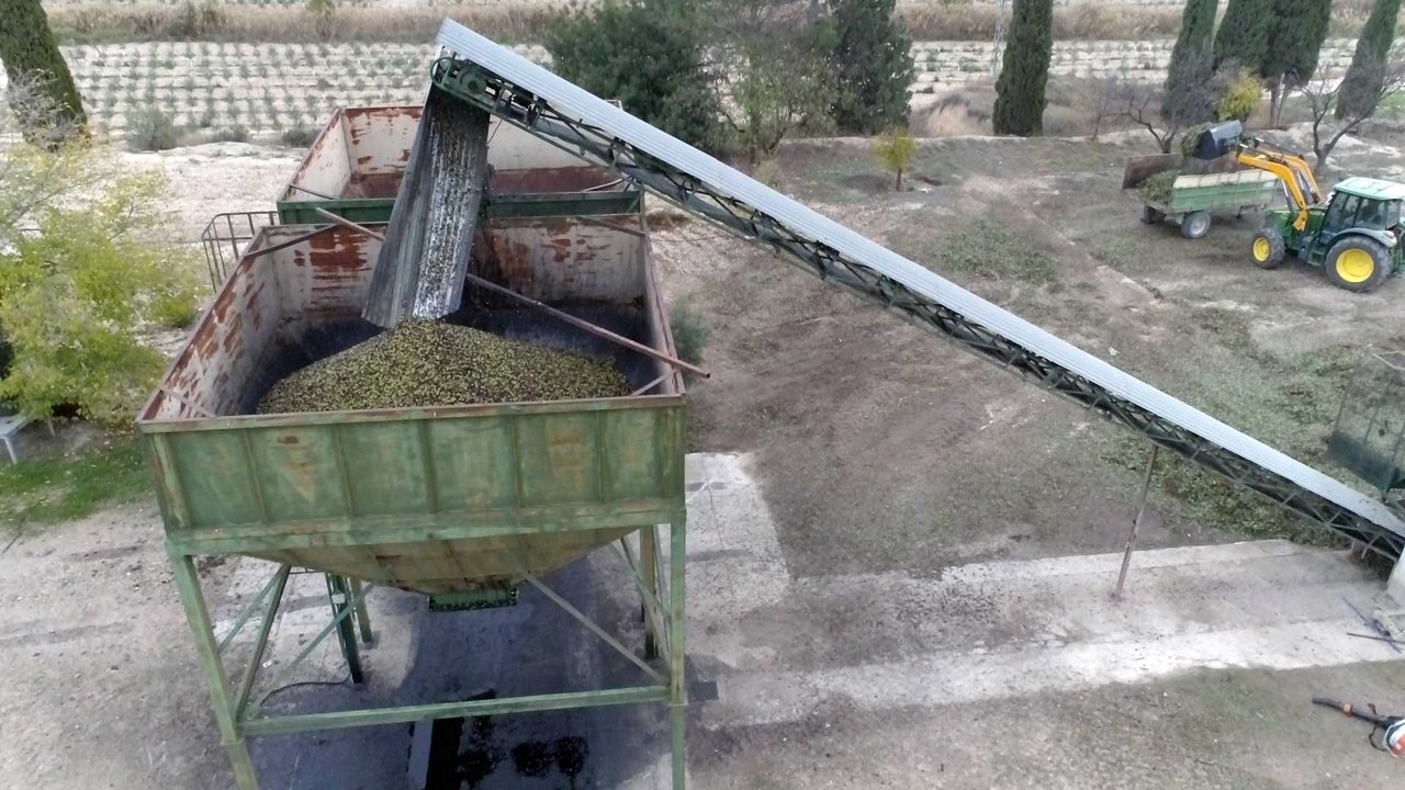 Olive harvest