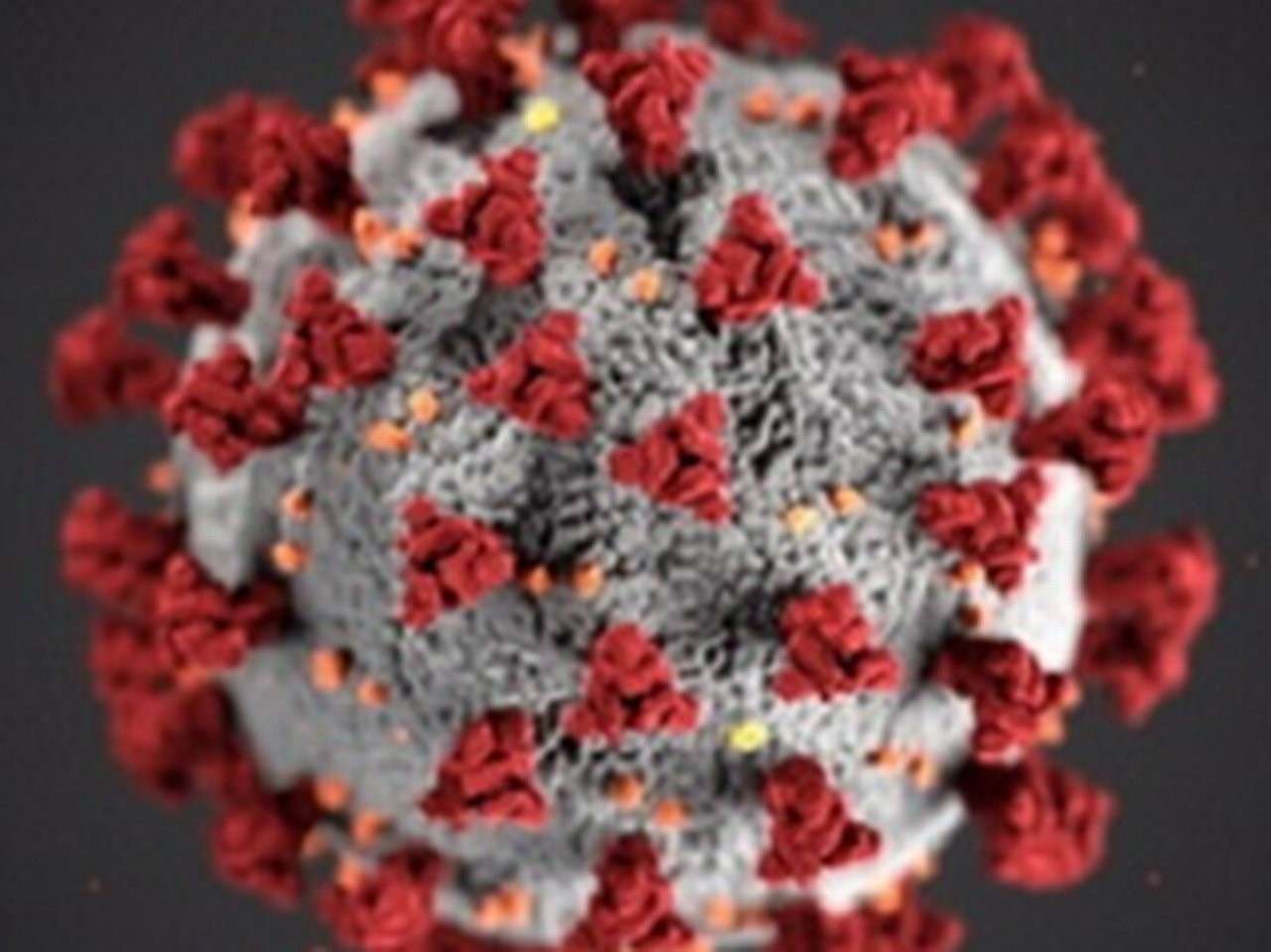 Coronavirus in detail