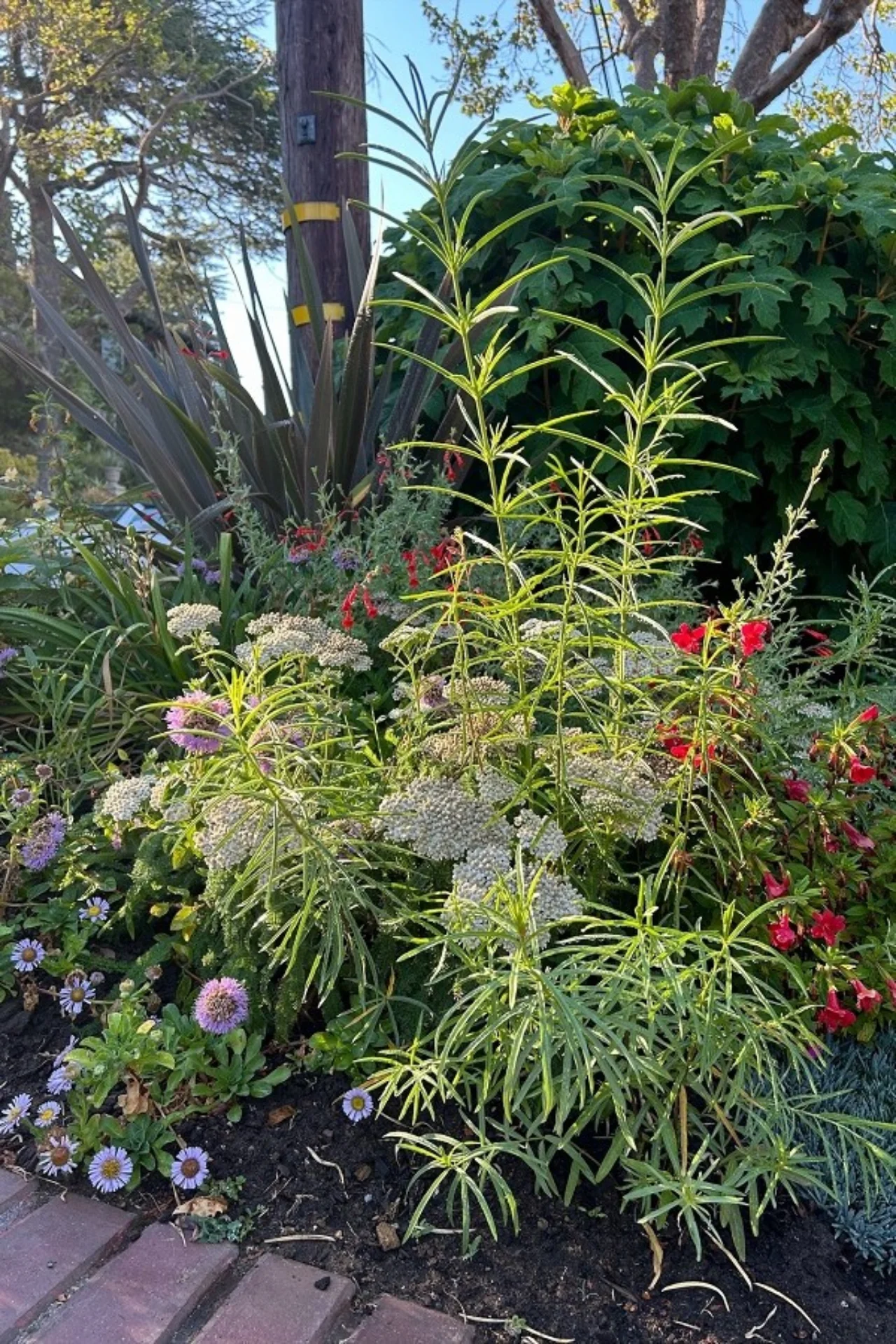 Gartenpflanzen