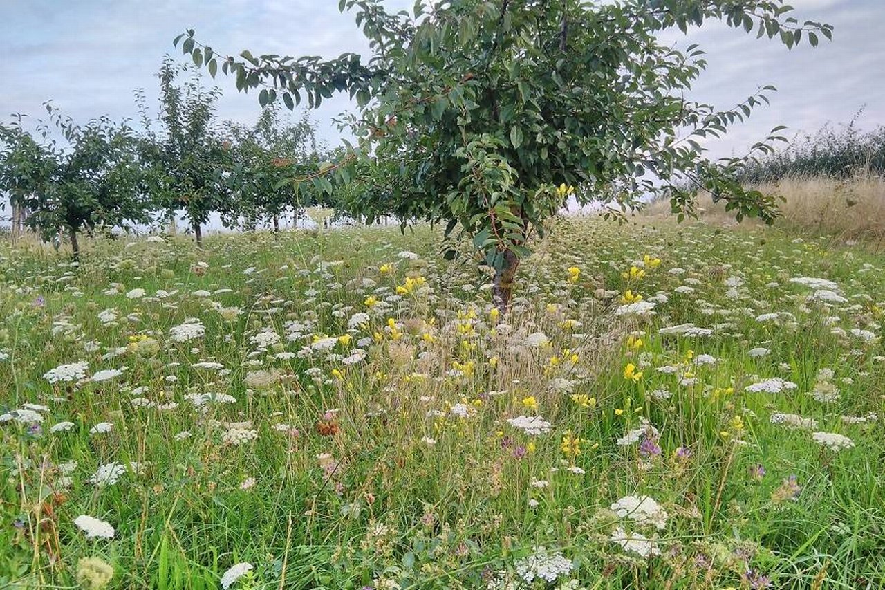 Bee careful blühende Obstplantagen