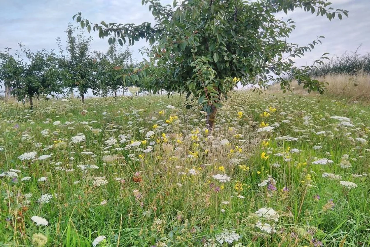 Bee careful blühende Obstplantagen
