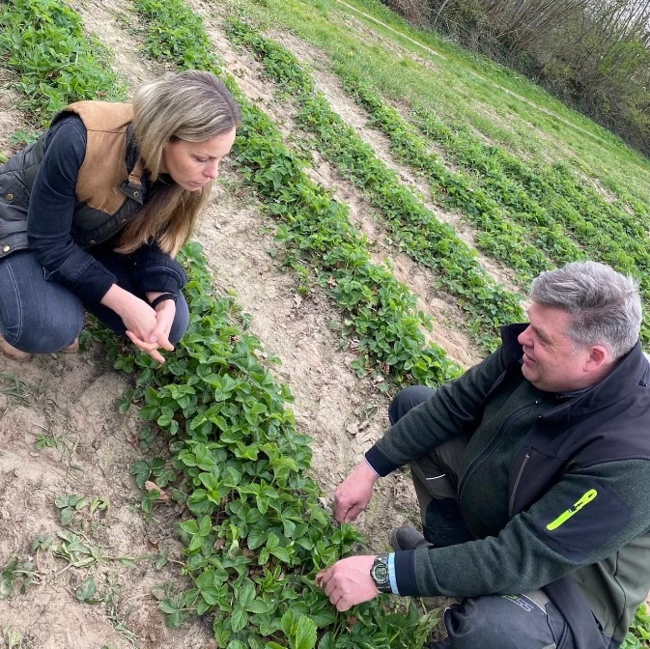Schwartau Julia Schäfer und Landwirt auf einem Erdbeerfeld
