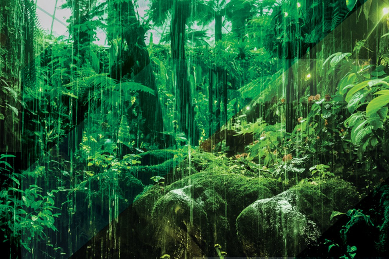 Rain forest (COP27: What to expect, PDF)