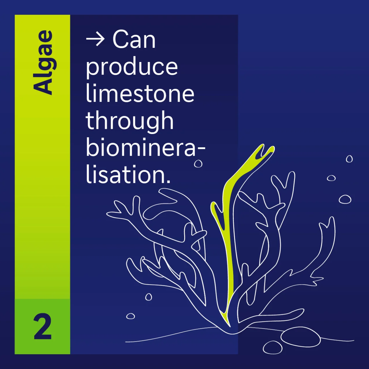 Algae