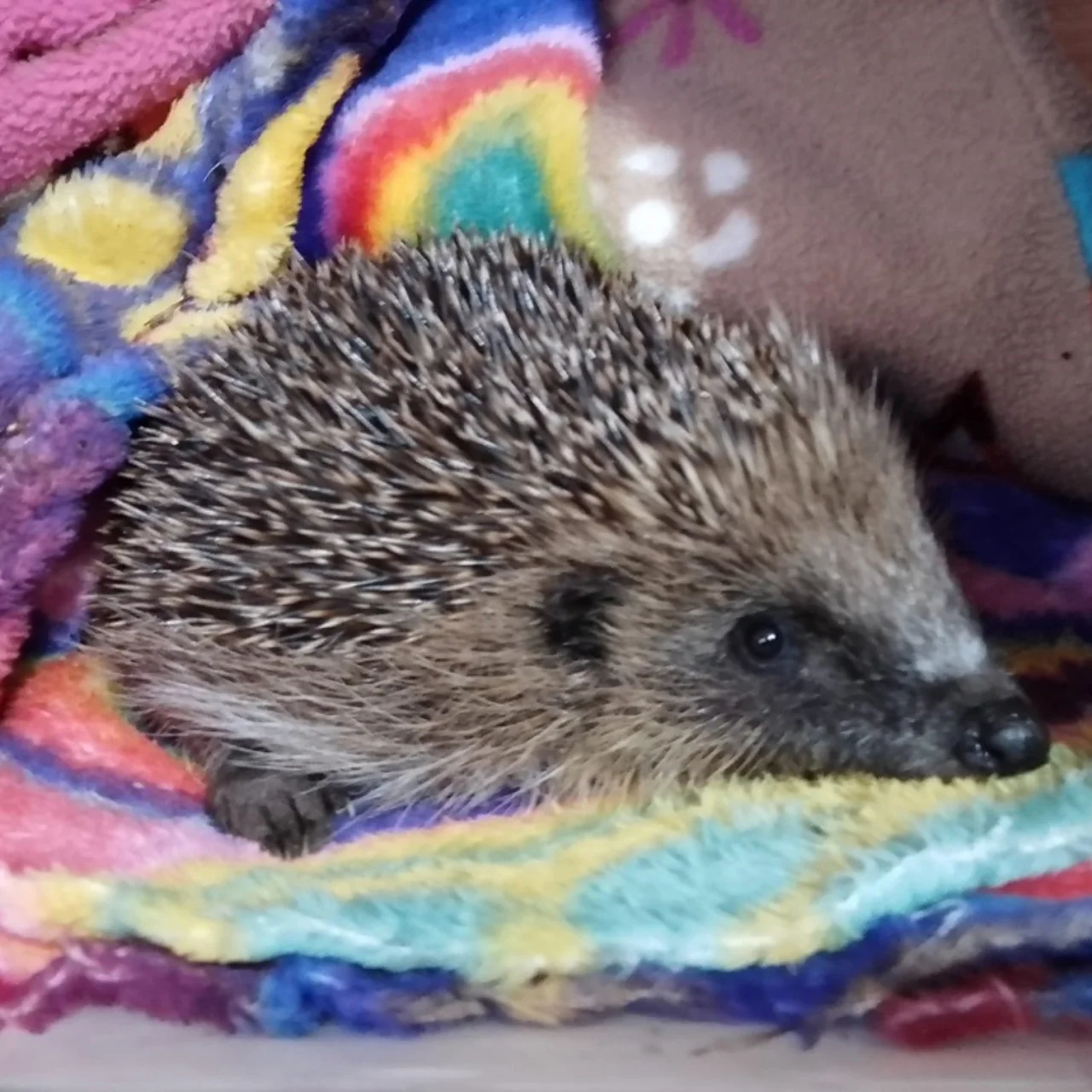 Hedgehog resting comfortably on a colourful, soft blanket