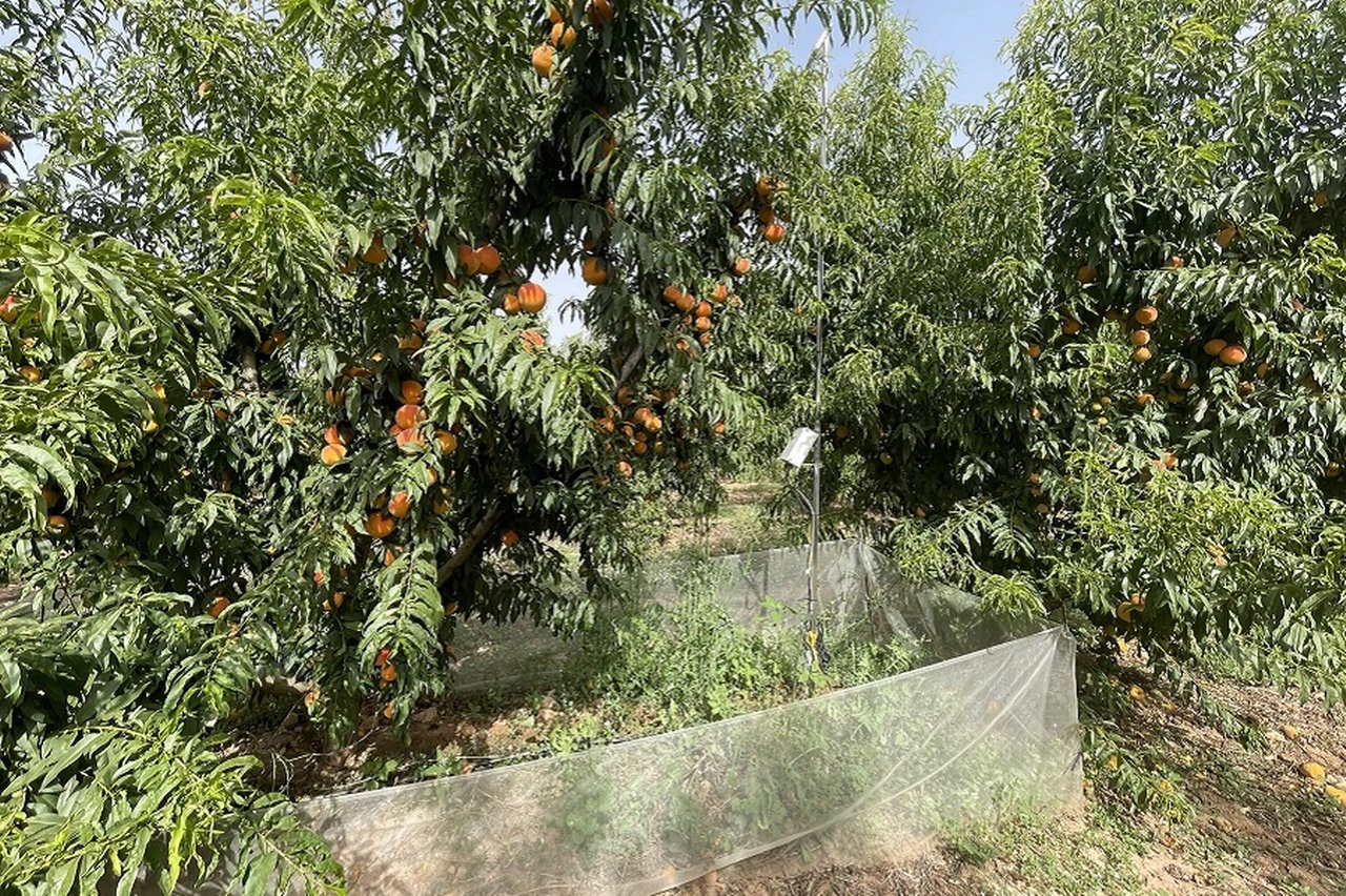 Bee careful apricot tree