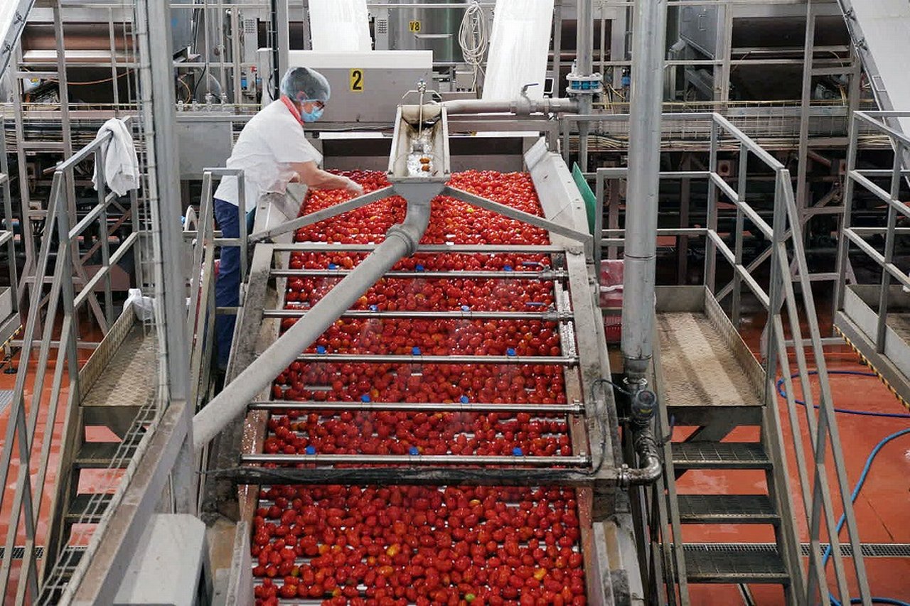 Tomatoes processing -- Tomaten Verarbeitung