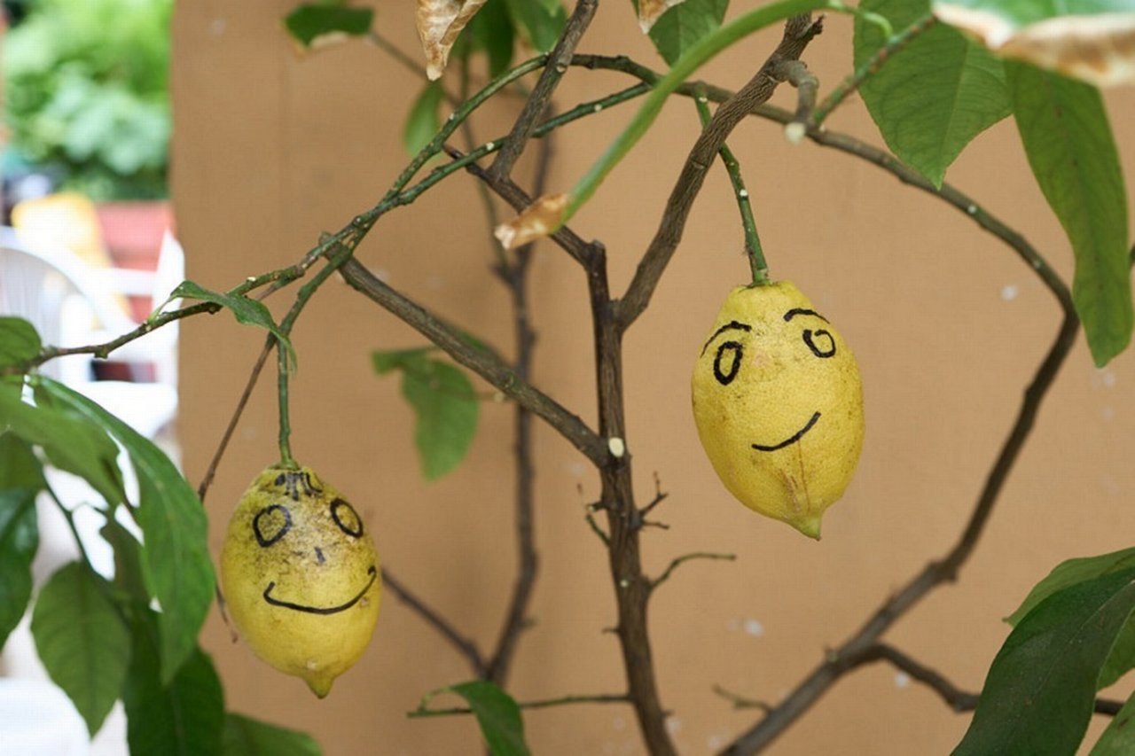 Michael Kapaun’s lemon tree