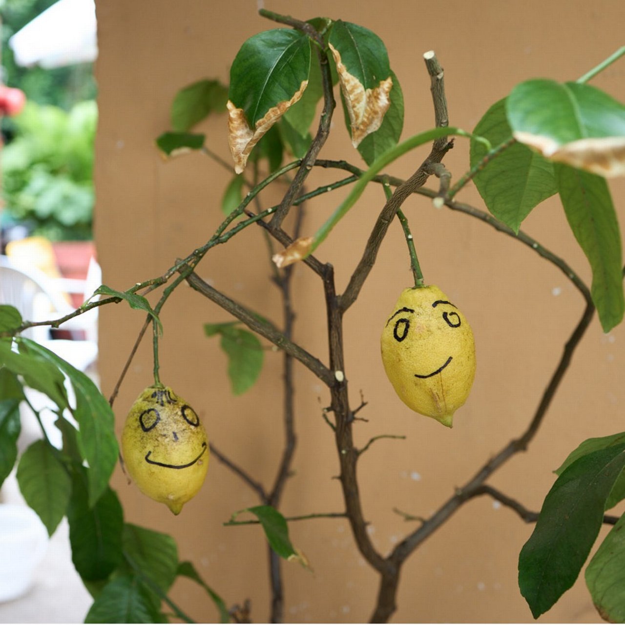 Zitronen mit handgezeichneten Smiley-Gesichtern an einem Zitronenbaum.