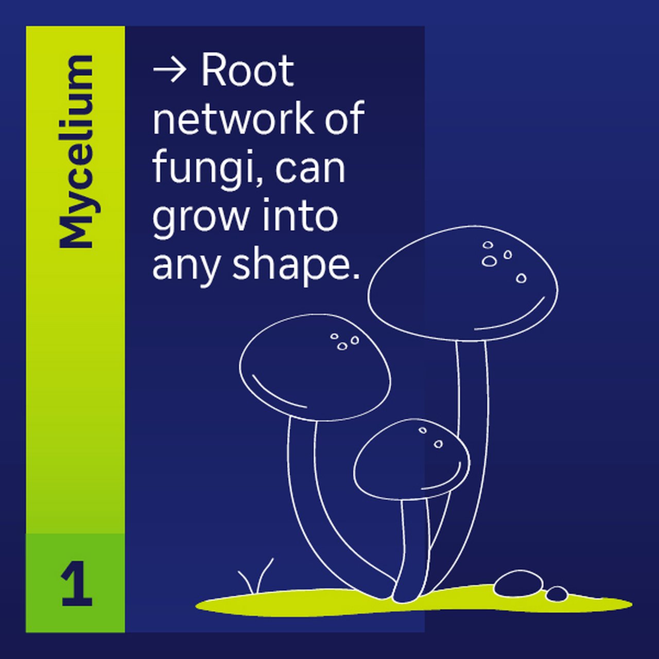 Mycelium root network of fungi can grow into any shape
