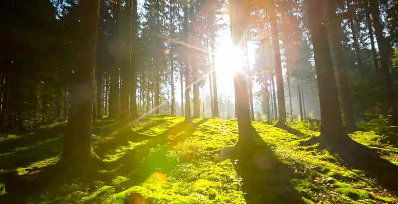 Sonne im Wald