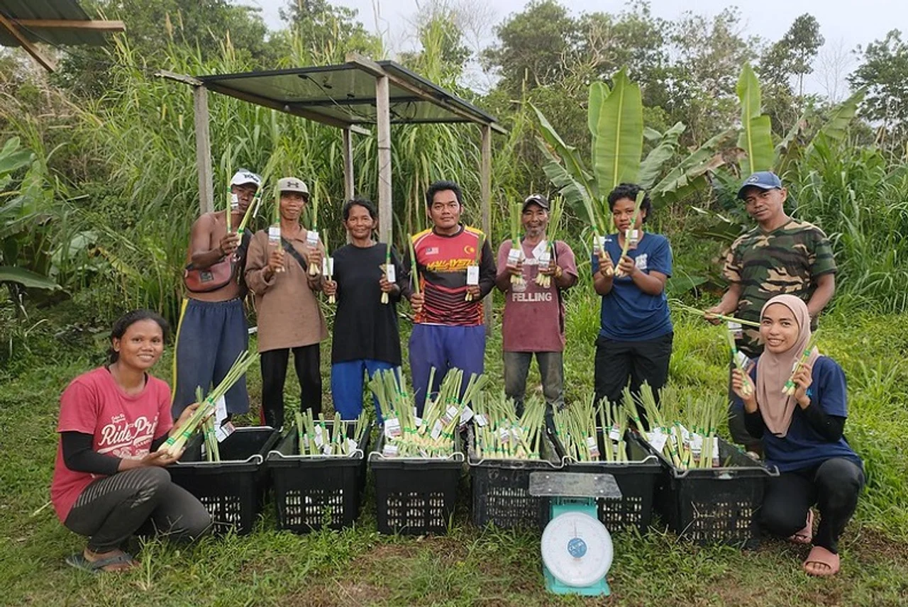Bewohner von Kg Bukit Biru mit Lemongrasernte. Quelle: GPFM